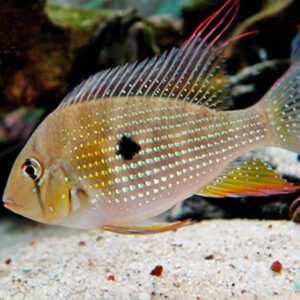 acarichthys heckelii