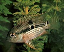 Aequidens Diadema – Cíclido Diadema