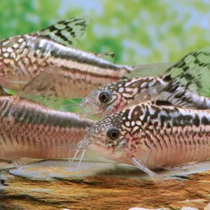Corydora elegans