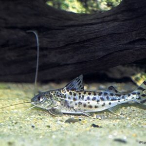 Pimelodela angelicus