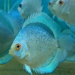 Pez Disco Mercury  Importado 2.5 "