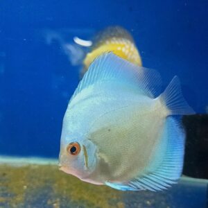 Pez Disco Blue diamond Importado 2.5 "