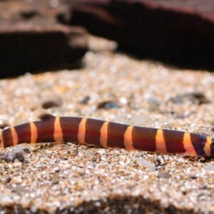 Locha Kulli (Kuhli Loach)