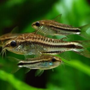 Corydoras Pigmeas