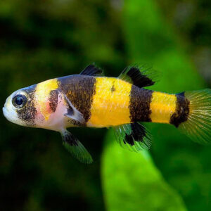 Gobio Abeja (Bumblebee Goby)
