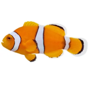 Misbar True Percula(Amphiprion percula)