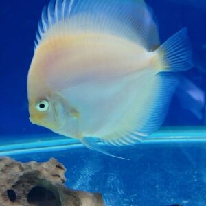 Pez Disco Snow whithe