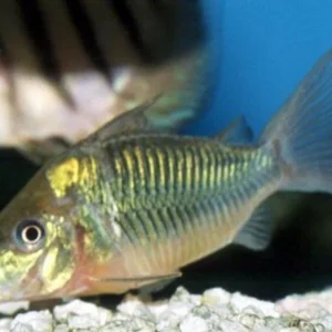 Corydora Green cat