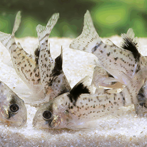 corydora leucomelas