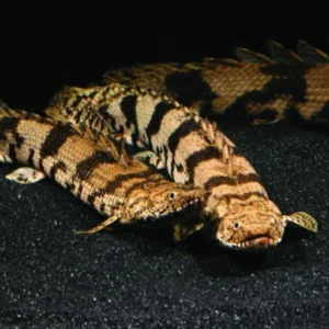 Polypterus endlicheri