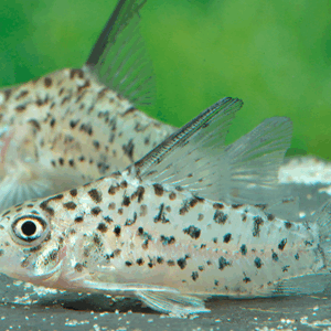 Corydoras loretoensis