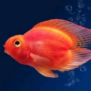 PARROT COLA DE CORAZÓN