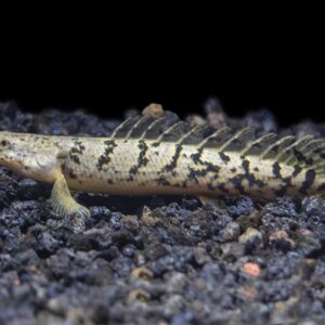 Polypterus delhezi