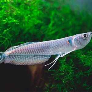 Arawana De 6-7 Cm