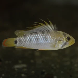 Apistogramma Inka De 3 - 4 Cm