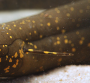 Pez Long Fish (lepidosiren Paradoxa) De 16 Cm