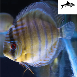 Pez Disco Gen Azul De 10 - 11 Cm