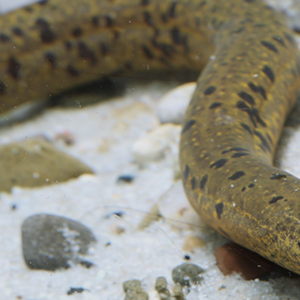 Pez Atinga Boa 10-14 Cm Para Acuario