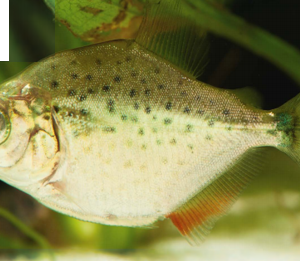 Piraña Roja 15 Cm Para Acuario