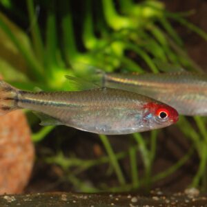 Pez Rodhostomus (tetra Borrachito) De 2 - 3 Cm