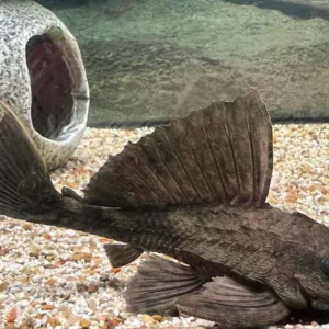 Rhino Plecostomus 12-14 Cm - Pez Pleco Lagarto