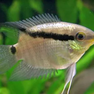Festivum Cichlid De 4 Cm