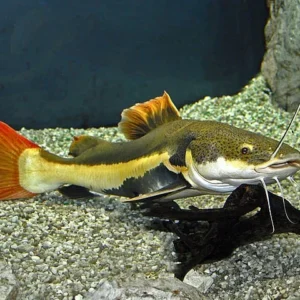 Pez Torre Cola Roja 7-8 Cm Para Acuario