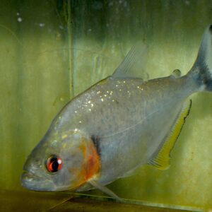 Piraña Negra 17 Cm Pez Exótico Para Acuario