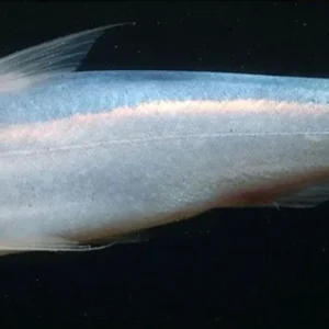 Pez Candiru (ballenita Azul) 9 Cm Para Acuario