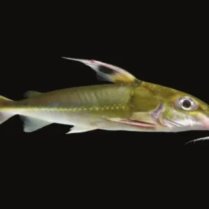 Pez Turushuqui Green 7 Cm Para Acuario