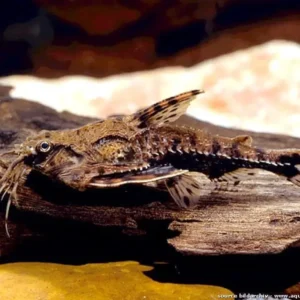 Pez Platyoras Ancockii (espinosito) 6 Cm