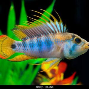 Apistogramma Inka De 3 - 4 Cm