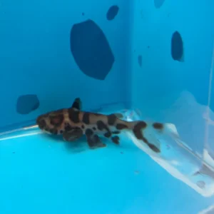 Pez Ageneiosus Marmoratus Bocon 5,4 Cm