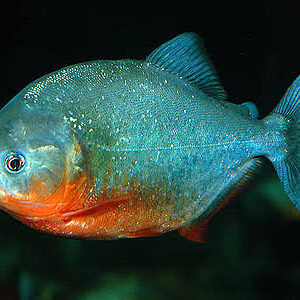 Piraña Roja 15 Cm Para Acuario
