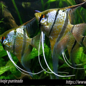 Pez Escalar Punteado 11 Cm Para Acuario