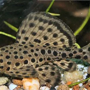 Pez Pleco Ranger 3 Cm Para Acuario