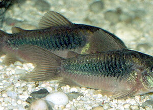 Pez Green Cat 3 Cm Para Acuario