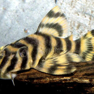Pez Plecoltia Tigre 5 Cm Para Acuario